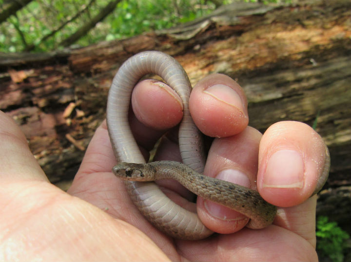 DeKay's Brown Snake